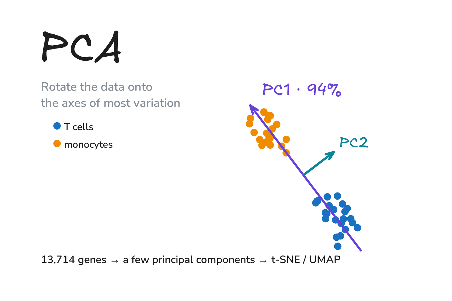 Hand-drawn graphic: T cells and monocytes as two point clouds, with the first principal component (94% of the variance) running through both.