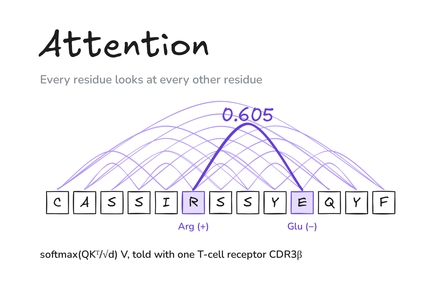 Hand-drawn graphic: the 13 residues of a CDR3β with attention arcs between them; the strongest arc links arginine to glutamate with weight 0.605.