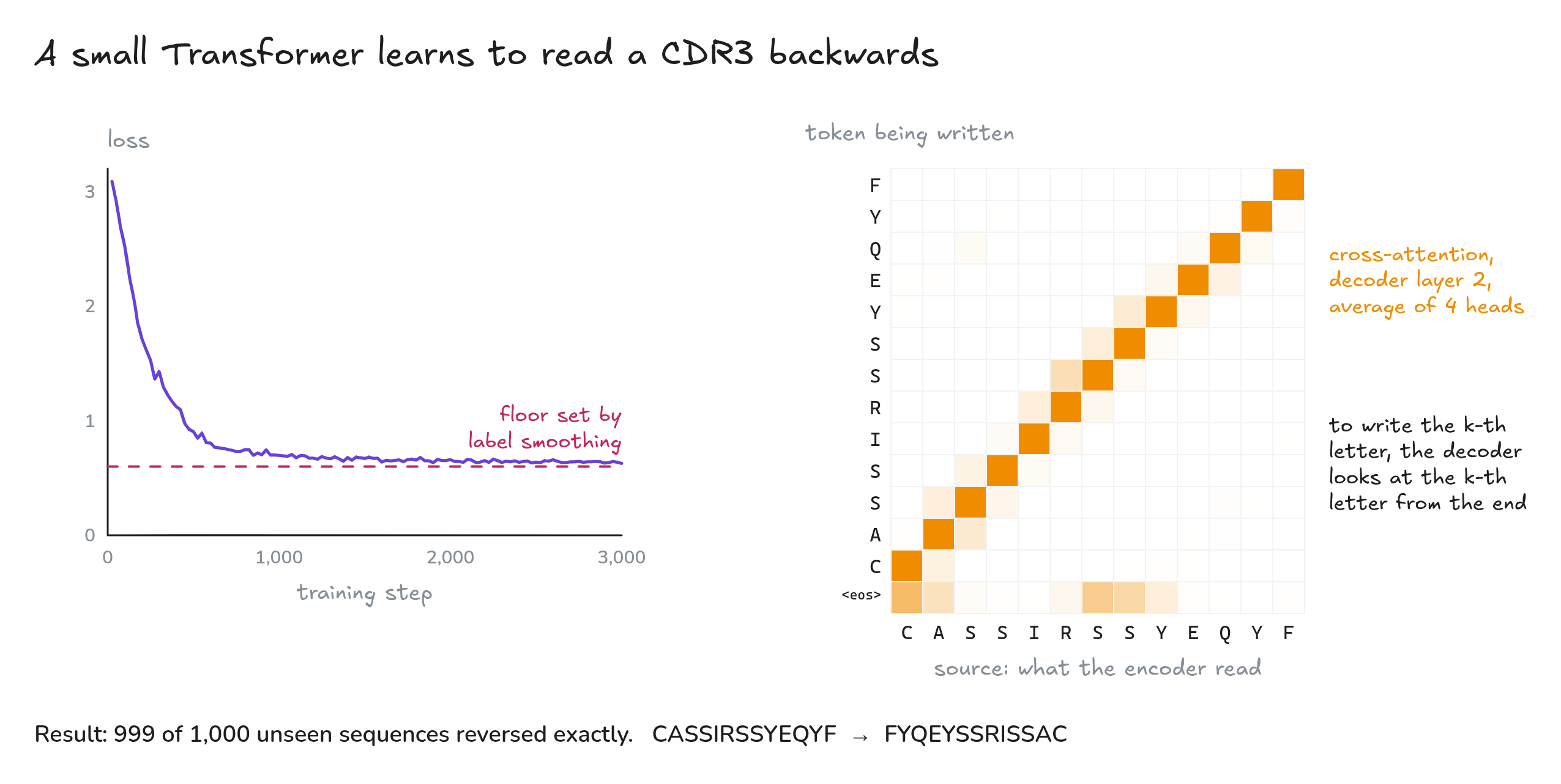 Fig. 13. Left: the training loss. Right: the trained model's cross-attention while it writes the reversed CDR3β
