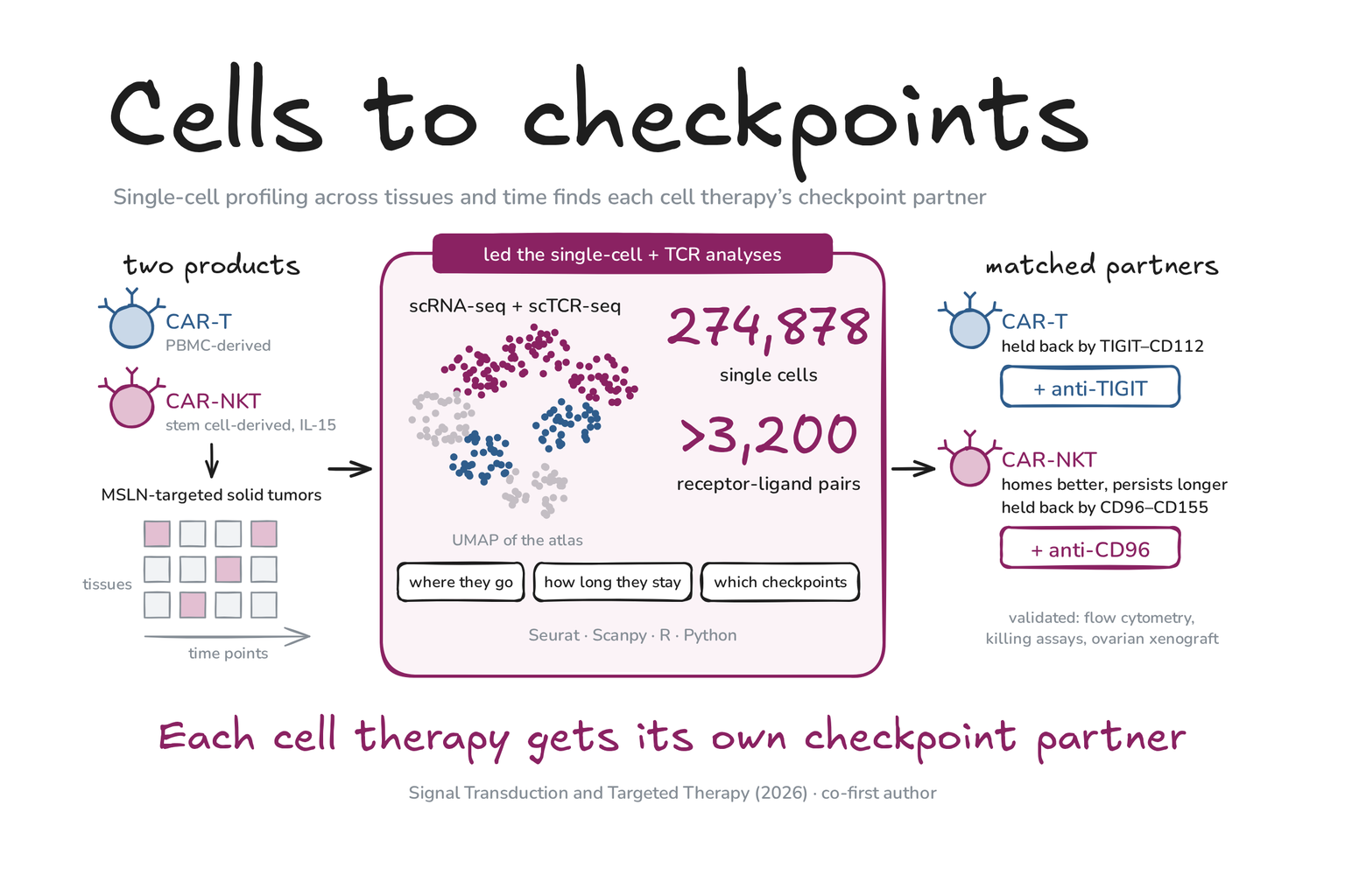 Hand-drawn graphic: single-cell and TCR profiling of 274,878 cells and over 3,200 receptor-ligand pairs follows PBMC-derived CAR-T and stem cell-derived CAR-NKT cells into MSLN-targeted solid tumors. CAR-T cells are held back by TIGIT-CD112 and pair with anti-TIGIT; CAR-NKT cells home better, persist longer, are held back by CD96-CD155, and pair with anti-CD96. Each cell therapy gets its own checkpoint partner.