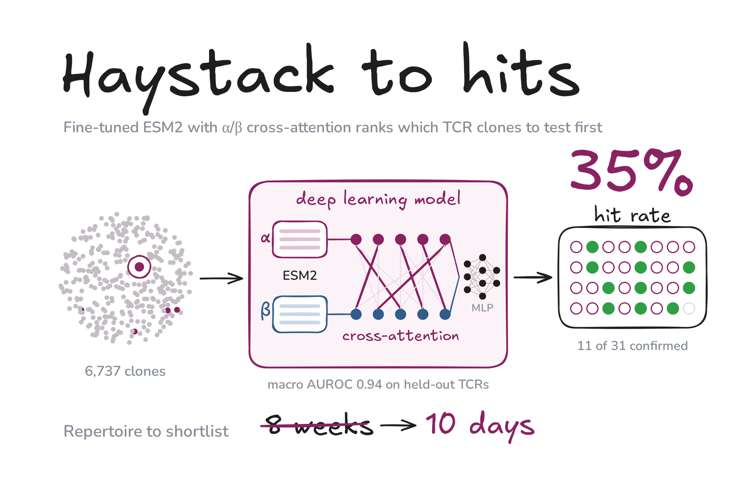 Hand-drawn graphic: 6,737 clones go into a fine-tuned ESM2 model with alpha/beta cross-attention, and 11 of 31 selected clones are confirmed, a 35% hit rate; repertoire to shortlist drops from 8 weeks to 10 days.